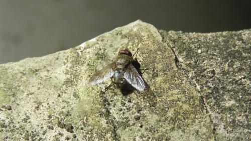 Pollenia sp.